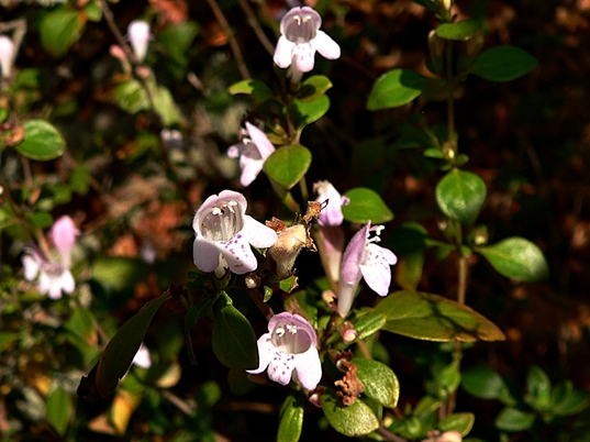 {Clinopodium georgianum}
